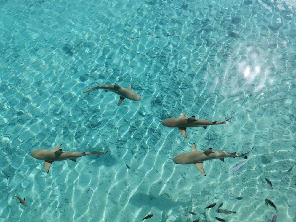 Black-tip shark from restaurant (Bora Bora, French Polynesia)