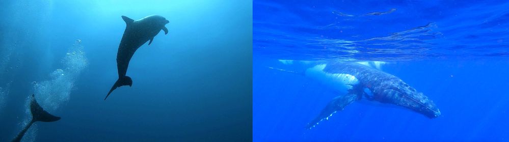 LEFT: Dolphins in diving (Rangiroa, French Polynesia) / RIGHT: Humpback whale in snorkeling (Moorea, French Polynesia)