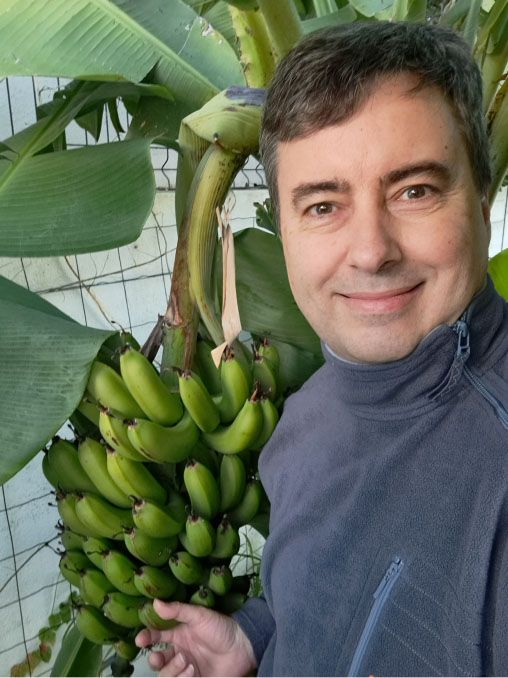 A bunch of bananas is still waiting to be harvested in December