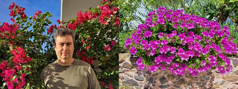 LEFT: Me and one of my Bougainvilleas. / RIGHT: This Pelargonium remembers me of the nice Dynatrace DEM color.