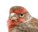 bird-is-done.png