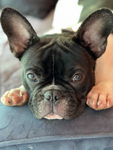 bobby portrait small.png