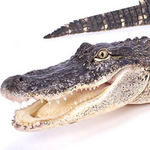 croc.png
