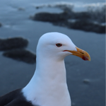 18232.png