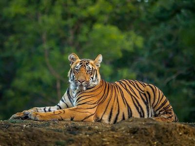 p_devulapalli_1-1754961076317.jpeg
