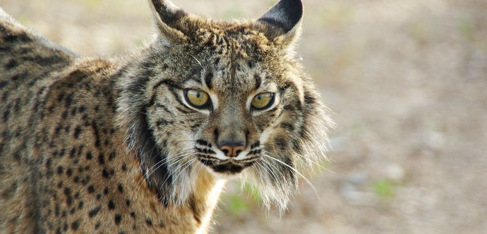 lince-iberico-1.jpg