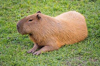 capivara.jpg