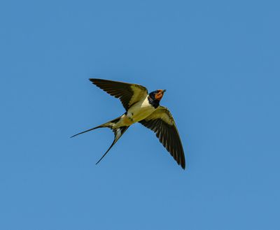 free-photo-of-flying-barn-swallow.jpeg