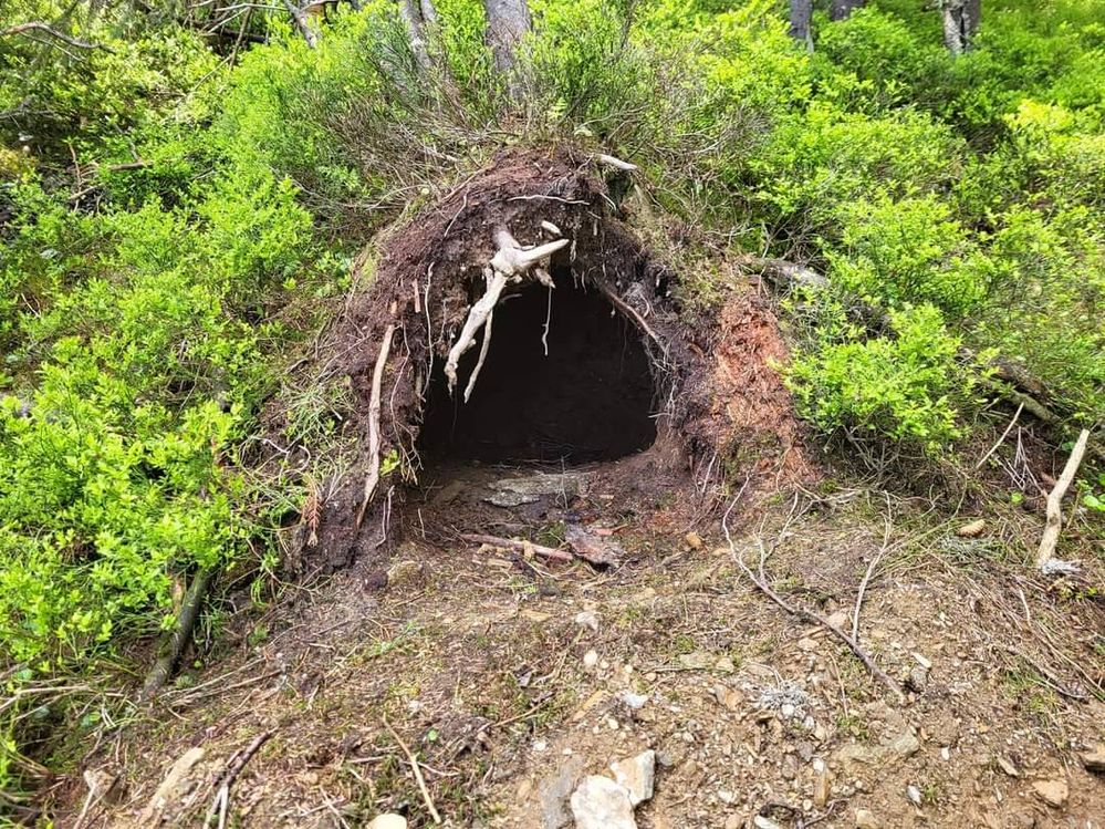 A bear den