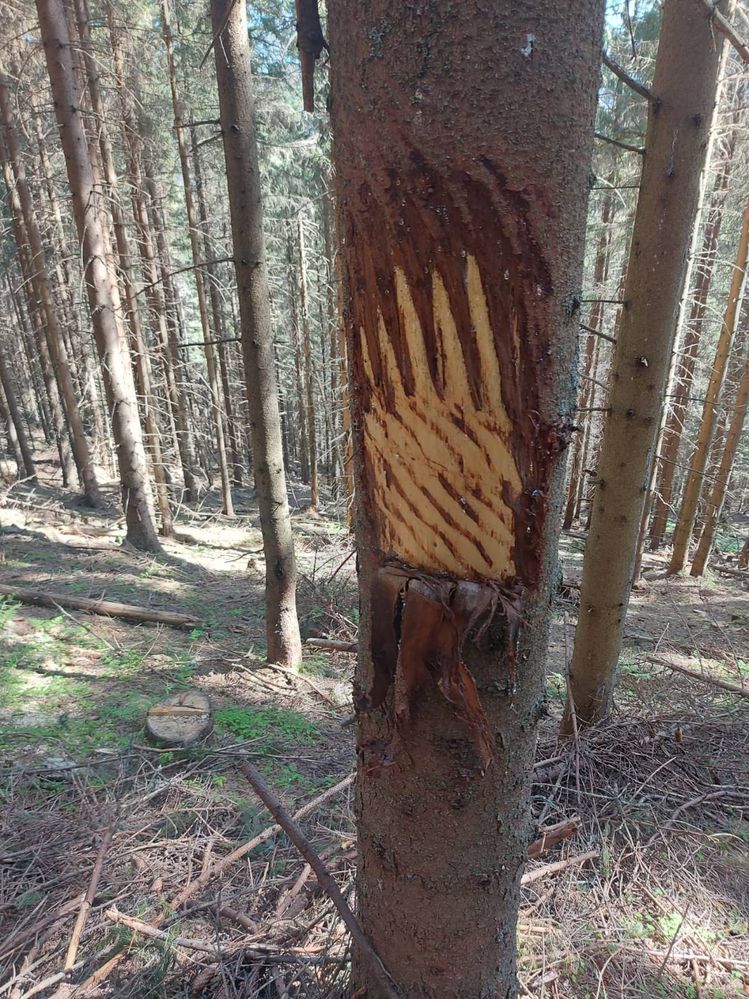 Tracks of a bear