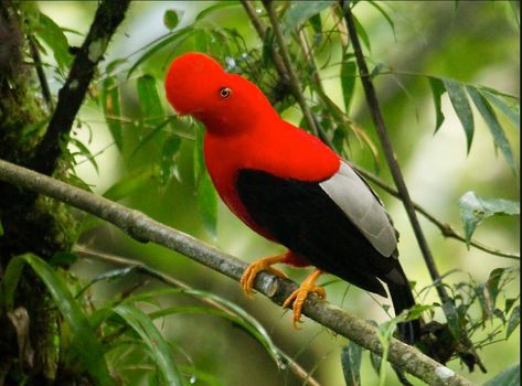 01_Rupicola-peruvianus.jpg