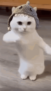 CuteCatsDancingGIF.gif