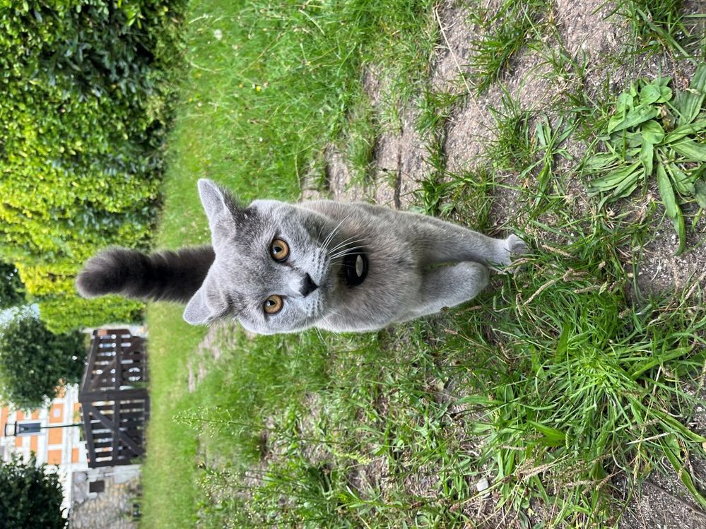 The newcomer cat. Such a beauty!