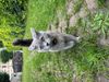 The newcomer cat. Such a beauty!