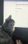 Mia the cat learning Dynatrace new features with Yann (note from the Community team: it is a cute video but due to technicalities we can't upload it. We're however sharing a screenshot because it's just too cute to miss :3)