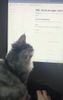 Mia the cat learning Dynatrace new features with Yann (note from the Community team: it is a cute video but due to technicalities we can't upload it. We're however sharing a screenshot because it's just too cute to miss :3)