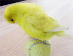 lil birb.gif
