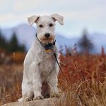Profile (psdarwin)